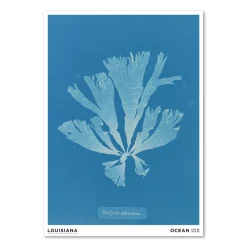 Anna Atkins – Dictyota atomaria (1843-1853)