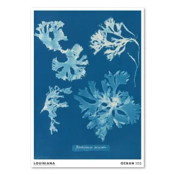 Anna Atkins – Rhodomenia laciniata (1843-1853)
