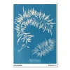 Anna Atkins – Sargassum plumosum (1843-1853)