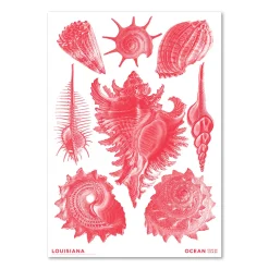 Haeckel – Prosobranchia koralrød – Ocean (2024)