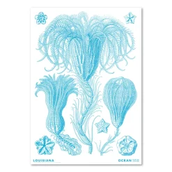 Haeckel – Crinoideae blå – Ocean (2024)