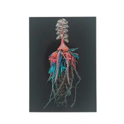 Postkort – Leopold & Rudolf Blaschka – Physophora myzonema & Siphonophore